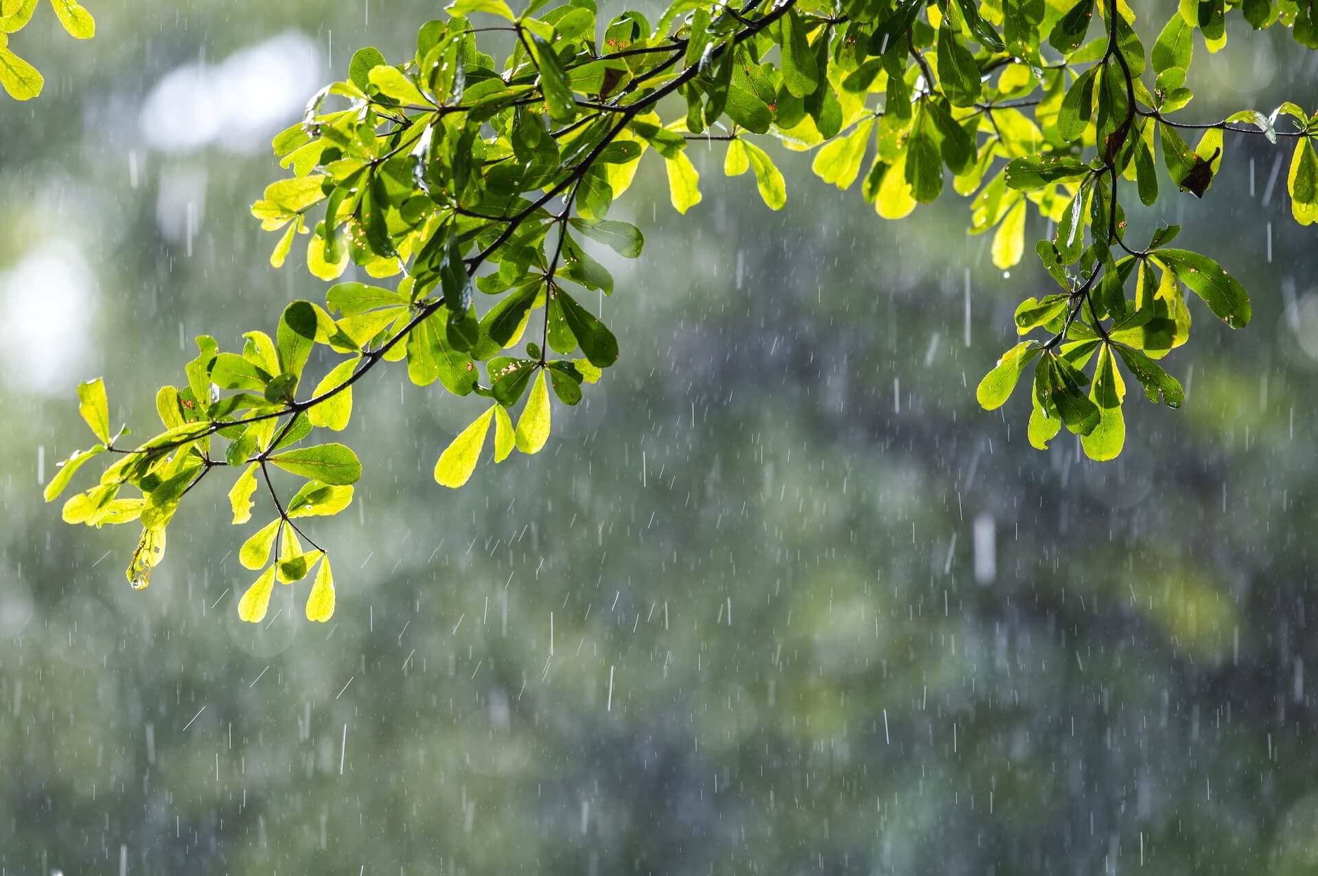 shutterstock_2385101601.jpg